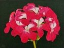 Flores 4